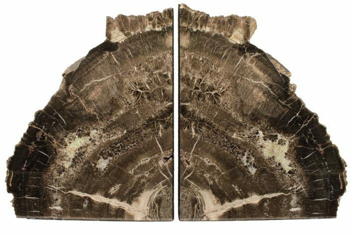 10.1" Tall, Triassic Age, Petrified Wood Bookends - Arizona